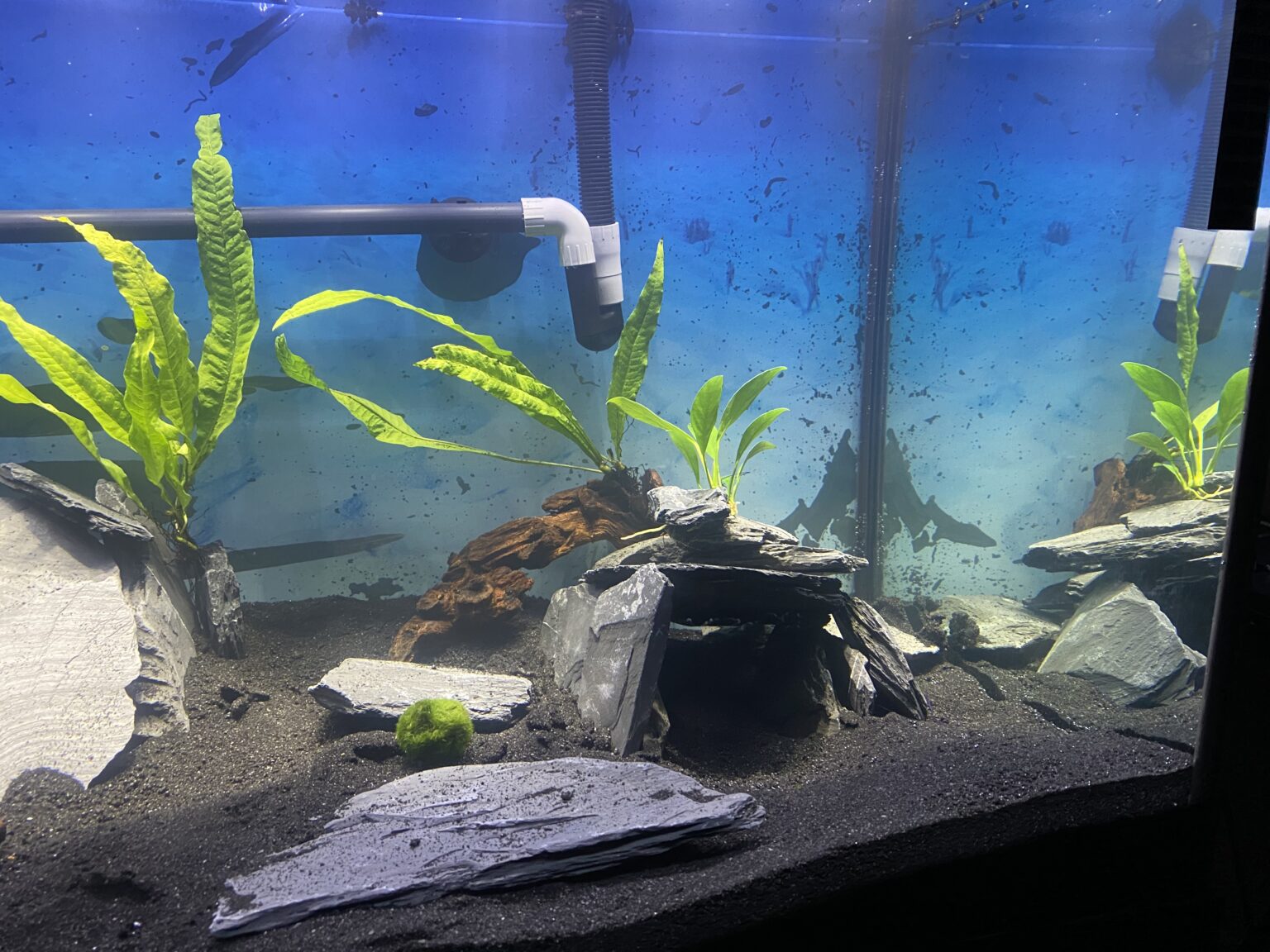 Axolotl Tank Setup