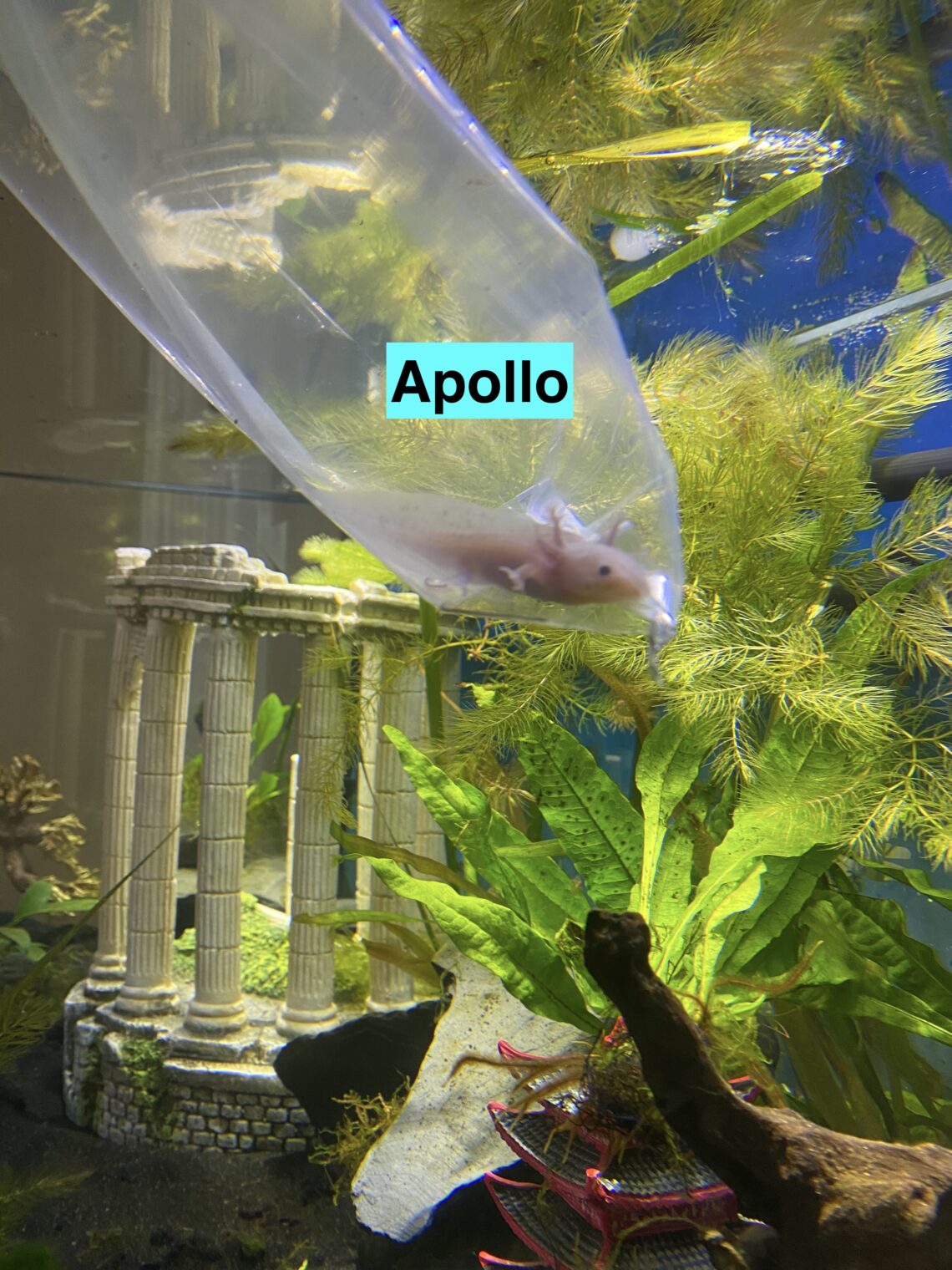 Axolotl Tank Setup