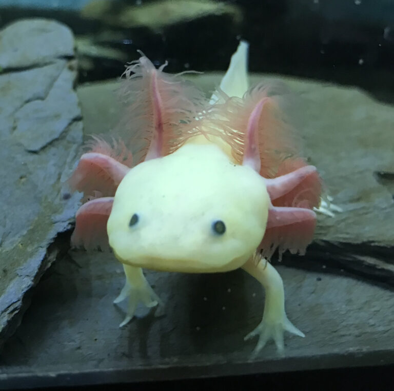 Axolotl Tank Setup