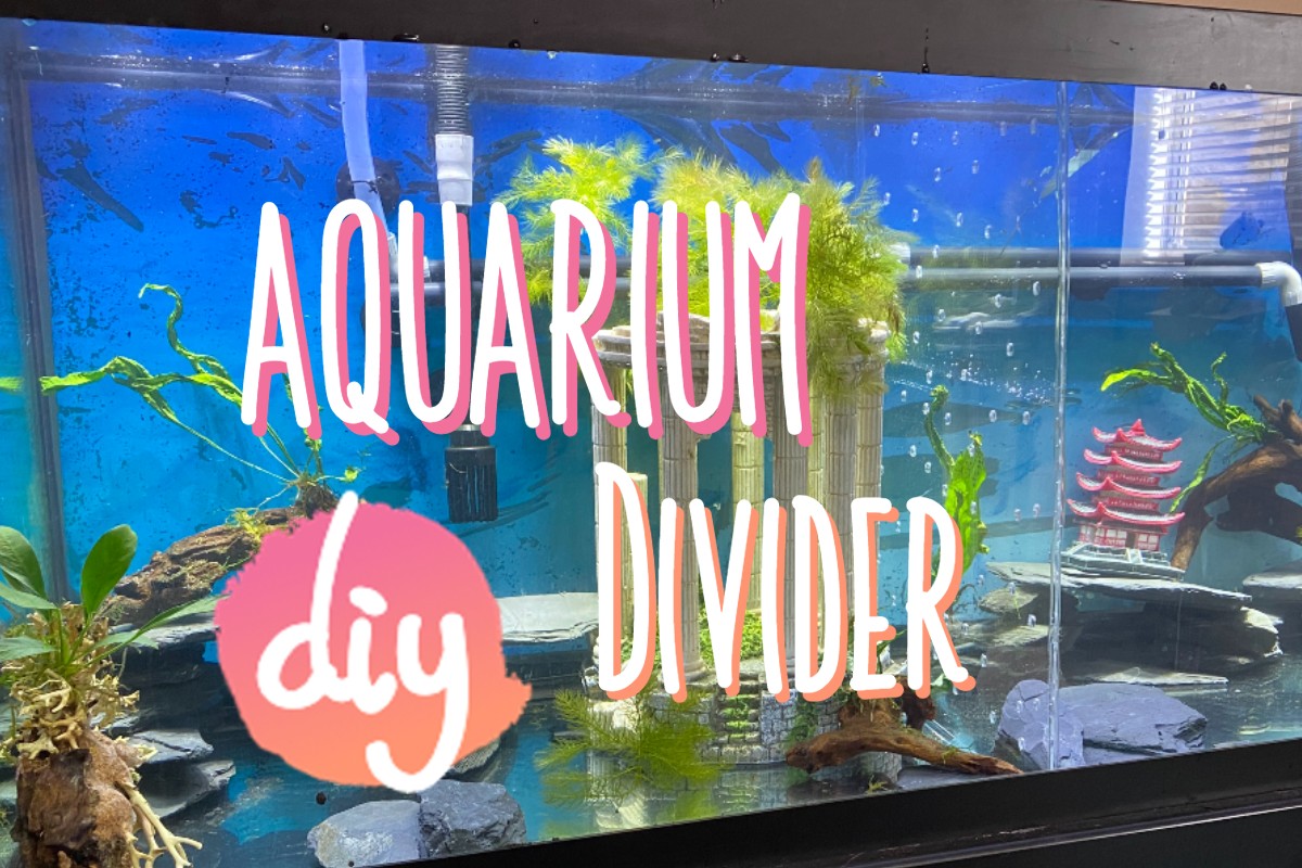 DIY Aquarium Divider 